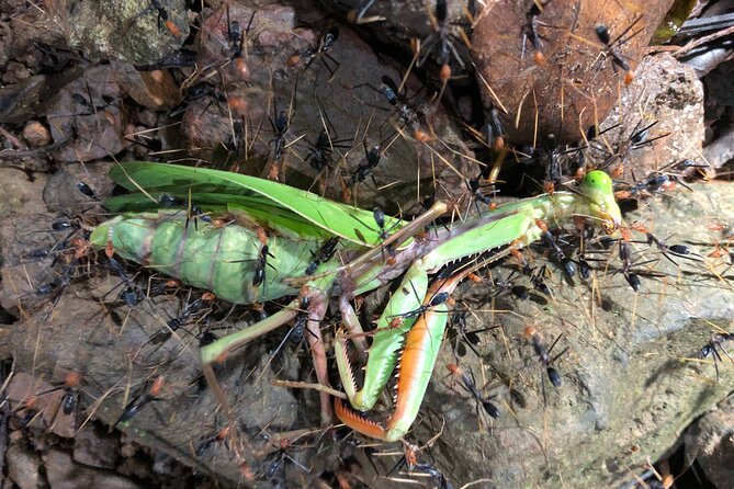 Small-Group Trekking Experience in Daintree National Park - What the $53.79 price includes in practical terms