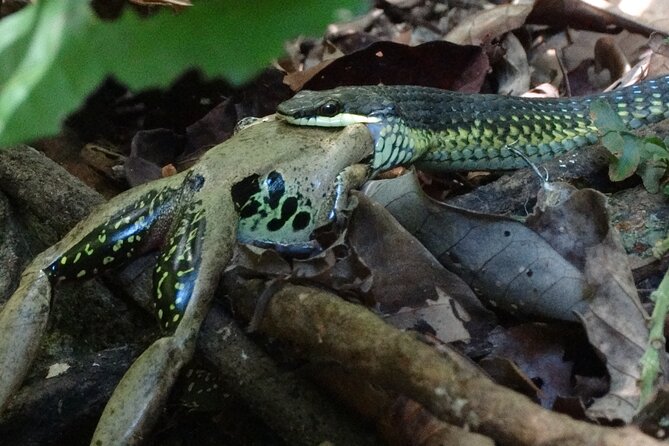 Small-Group Trekking Experience in Daintree National Park - Group size, pace, and the real level of effort