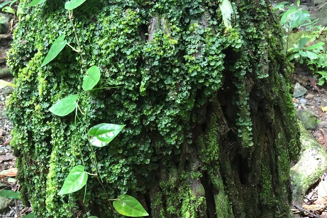 Small-Group Trekking Experience in Daintree National Park - Weather, booking, and cancellation details