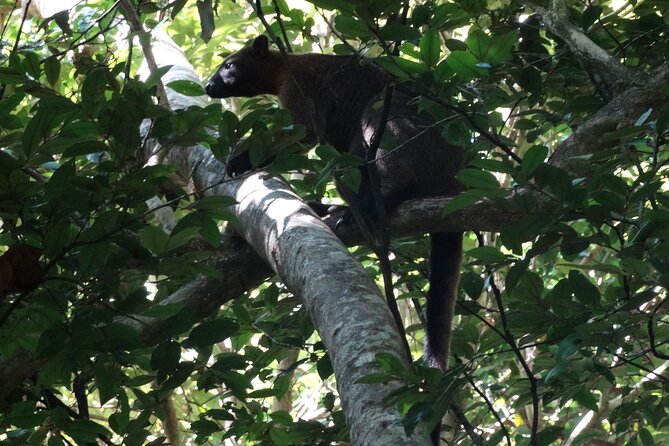 Small-Group Trekking Experience in Daintree National Park - Meeting Iain in Cape Tribulation