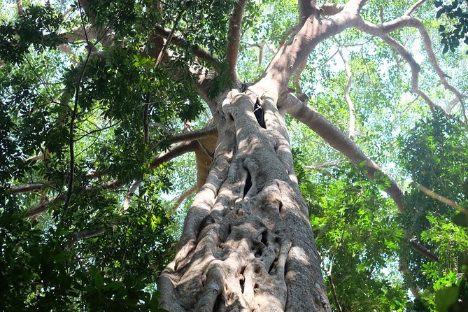 Small Group : Trekking Trip in Chiang Mai (Doi Suthep Area) with Market Tour - Who should book this Doi Suthep outing?