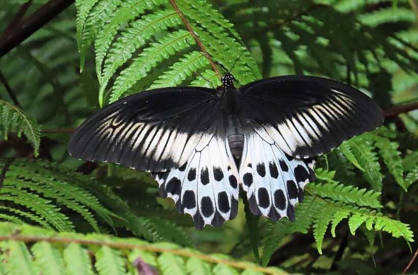 Sri Lanka : Sinharaja Rainforest Guided Trek with Pickup - Birds, monkeys, and the patient search