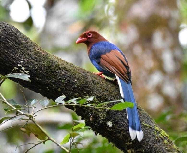 Sri Lanka : Sinharaja Rainforest Guided Trek with Pickup - The break, snacks, and optional lunch