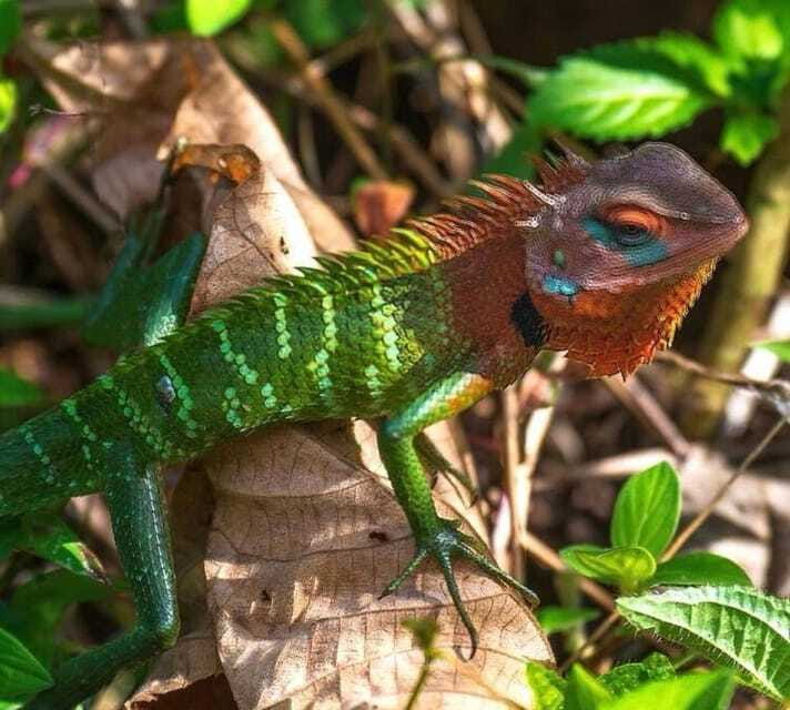 Sri Lanka : Sinharaja Rainforest Guided Trek with Pickup - What $96 per person buys you