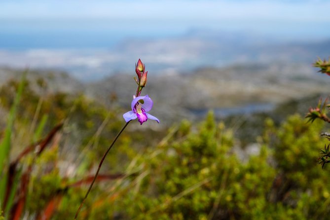 Table Mountain Summit Hike via Kasteelspoort - What to bring for five to six hours