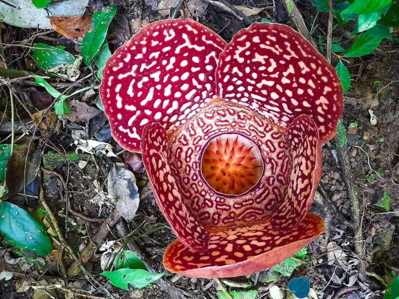 Tambunan: Rafflesia Flower Trekking with Rustic Lunch - Why the Rafflesia is worth the effort