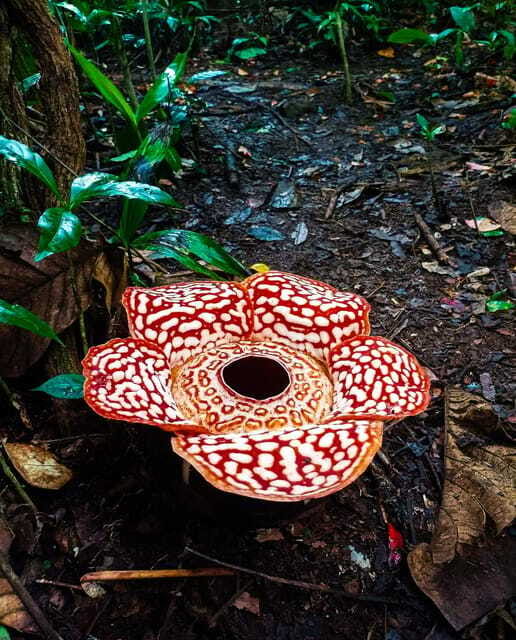 Tambunan: Rafflesia Flower Trekking with Rustic Lunch - A moderate trek, not a casual stroll