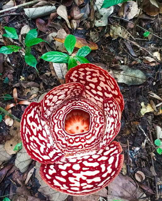Tambunan: Rafflesia Flower Trekking with Rustic Lunch - Who will enjoy this day most