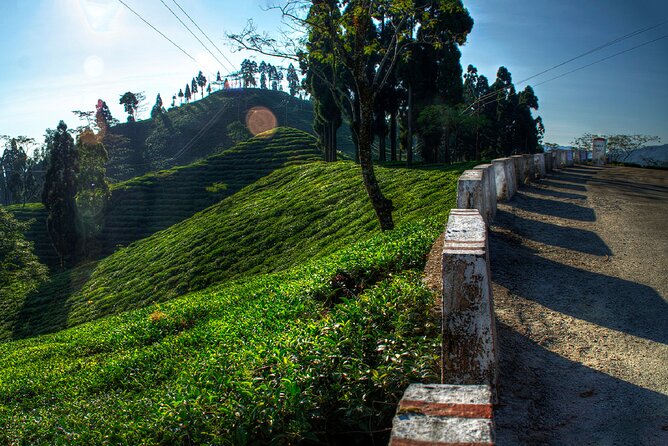 Tiger Hill Darjeeling Nature Walk (3 Hours Guided Trekking Experience) - Key points to know before you book