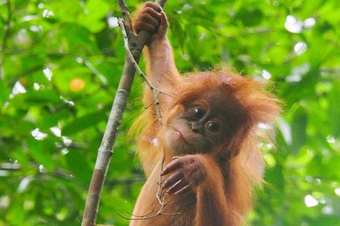 TOUR PACKAGE (jungle trekking, taxi, Room) 4 DAYS 3 NIGHTS in BUKIT LAWANG - Why this four-day plan works well