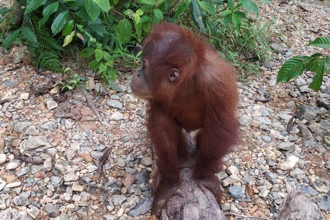 TOUR PACKAGE (jungle trekking, taxi, Room) 4 DAYS 3 NIGHTS in BUKIT LAWANG - The campsite beside the river