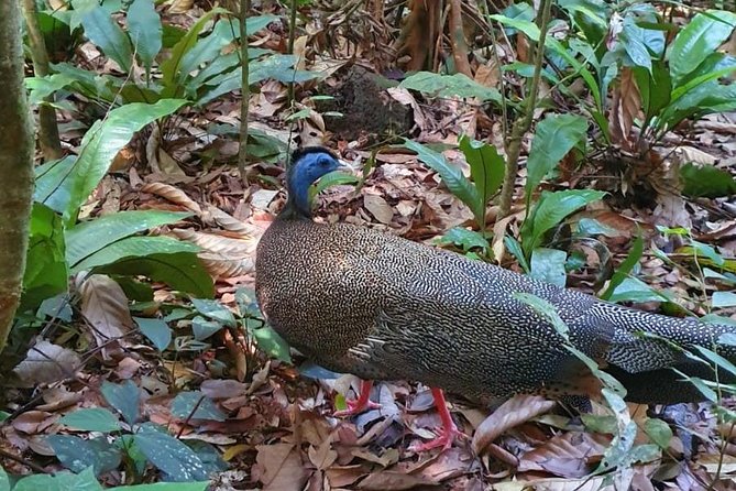 TOUR PACKAGE (jungle trekking, taxi, Room) 4 DAYS 3 NIGHTS in BUKIT LAWANG - Day four: private transport back to Medan