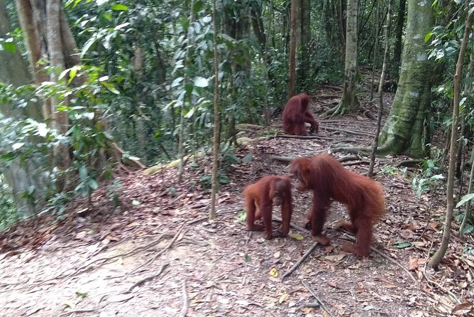 TOUR PACKAGE (jungle trekking, taxi, Room) 4 DAYS 3 NIGHTS in BUKIT LAWANG - Day one: the road from Medan to Bukit Lawang