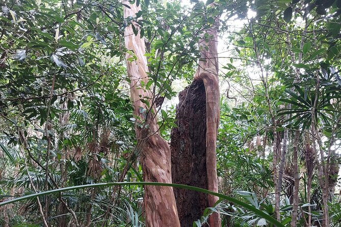 Trek Nui Chua Experience 2D1N, Night in the Jungle - Vinh Hy Bay - The 4.5-kilometer climb through three forest types