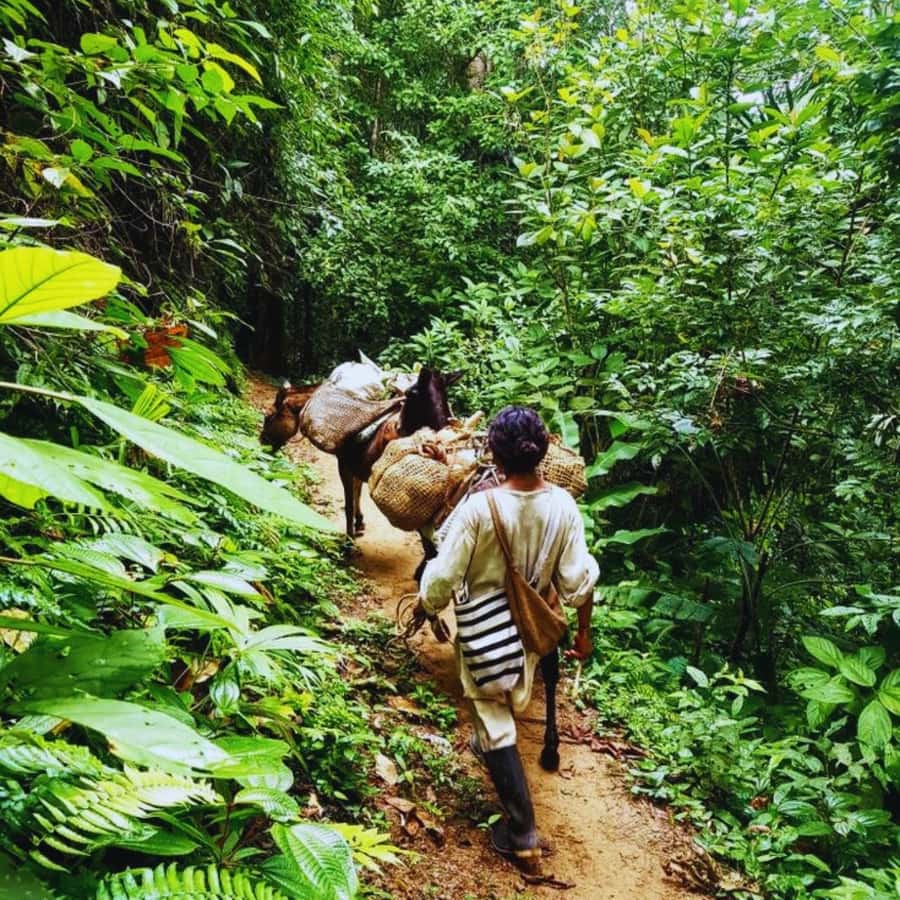 Trekking History and Indigenous Heritage in Minca + Cacao & Coffee + Waterfall - At Cabanas Bosque Cacao, coffee and cacao become cultural history