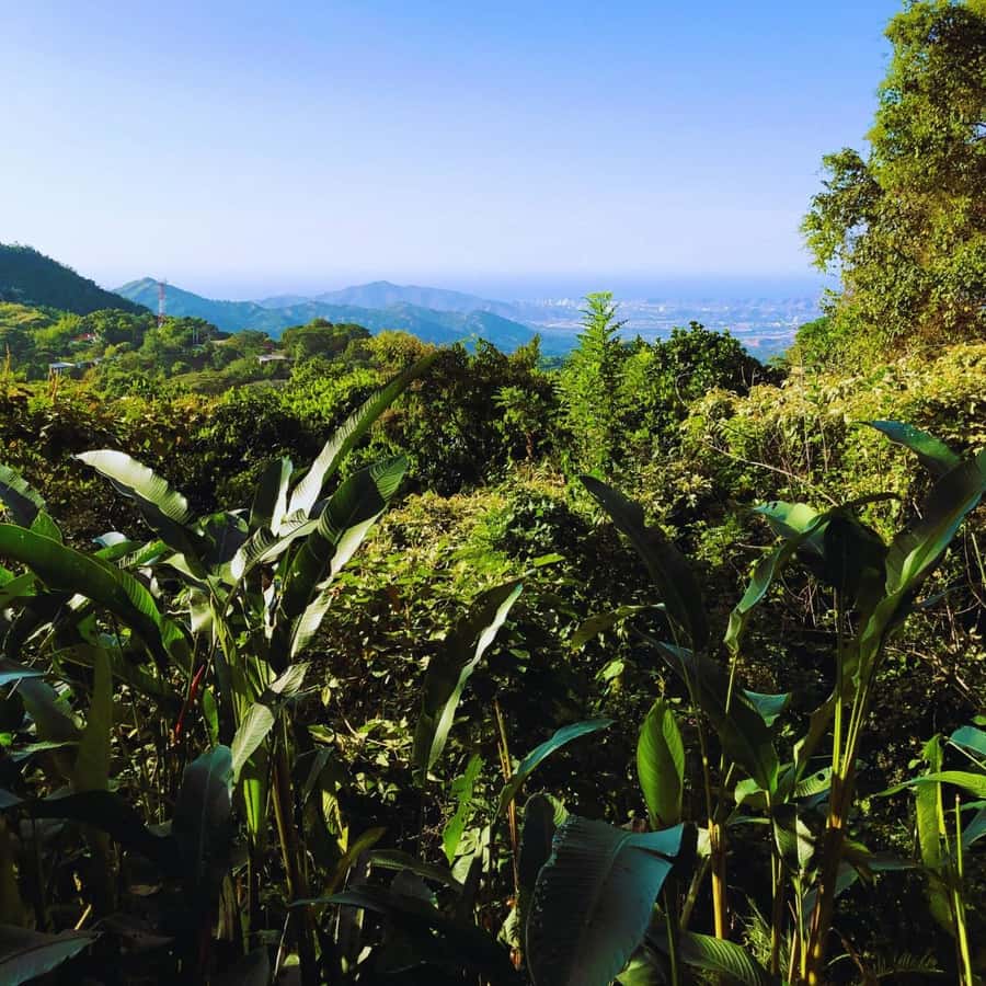 Trekking History and Indigenous Heritage in Minca + Cacao & Coffee + Waterfall - The guides shape the experience