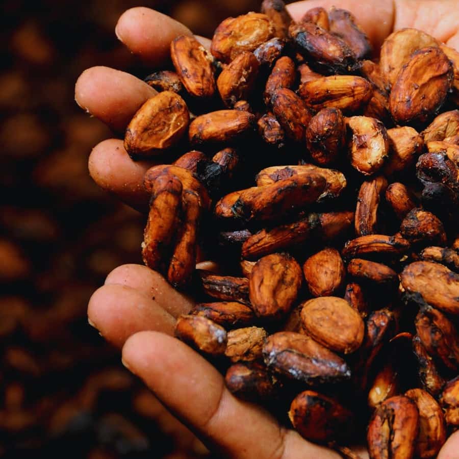 Trekking History and Indigenous Heritage in Minca + Cacao & Coffee + Waterfall - Who will enjoy this Minca outing