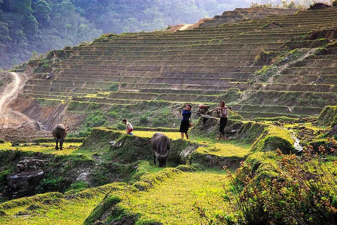 Trekking Through Rice Terraced Fields - 1Day - Should you book Trekking Through Rice Terraced Fields?
