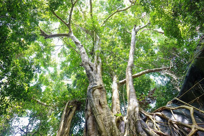 Trekking Tien Son Dinh Phu Quoc - Tranh Stream: cool water after a hot climb