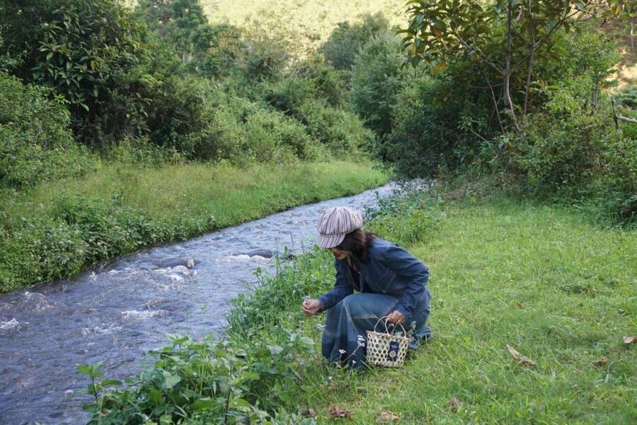 Trekking to Hidden Waterfall & Sturgeon Farm for dog-lovers - Starting at Twin Beans Farm