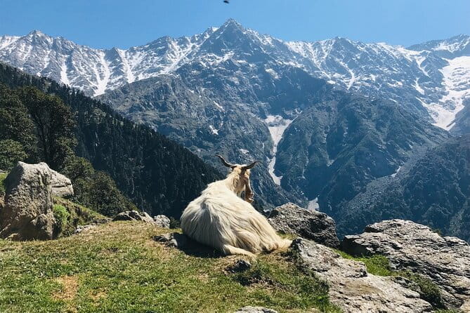 Triund Trek with Manu Adventures India - The climb from Bhagsu Nag to Triund