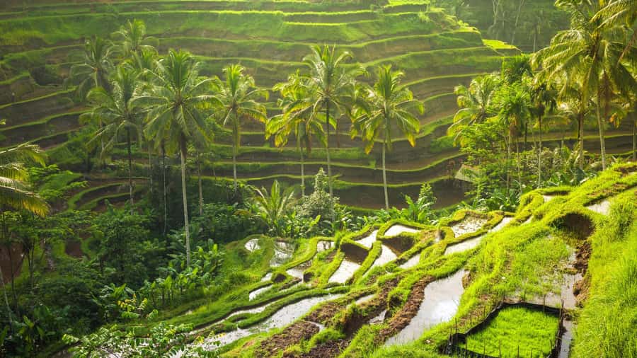 Ubud: Rice Terrace, Holy Water Temple & Waterfalls Trek Tour - Four Ubud sights in one compact day