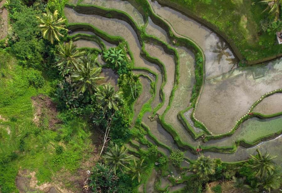 Ubud: Rice Terrace, Holy Water Temple & Waterfalls Trek Tour - Lunch, coffee, and the add-ons that change the day