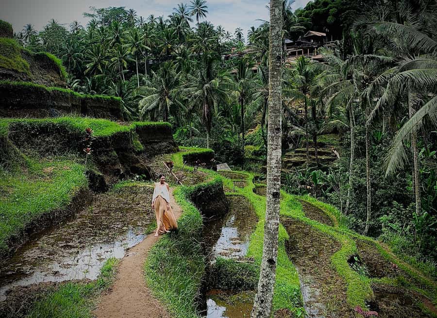 Ubud: Rice Terrace, Holy Water Temple & Waterfalls Trek Tour - Is $33 a good value?