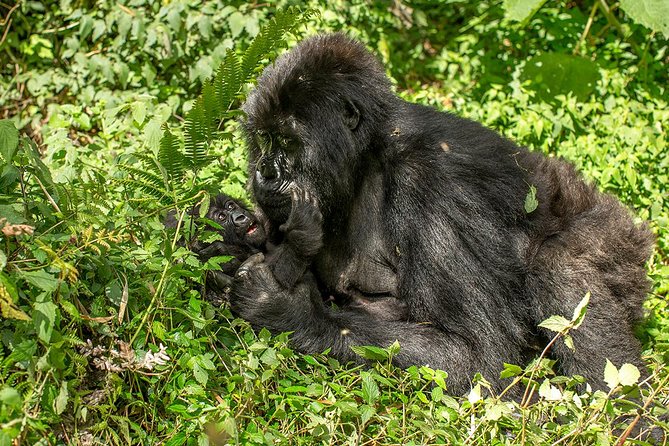 Uganda 4 days Gorilla Trekking - What the four-day Uganda plan really promises