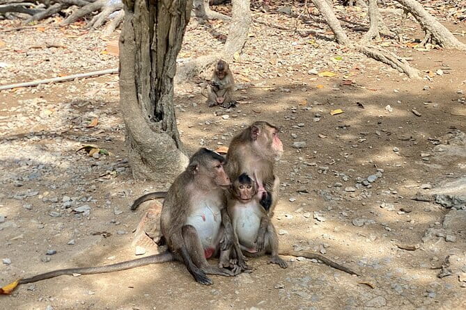 UNESCO Listed Can Gio Mangrove and Monkey Island trek - Crossing the Soai Rap River by ferry