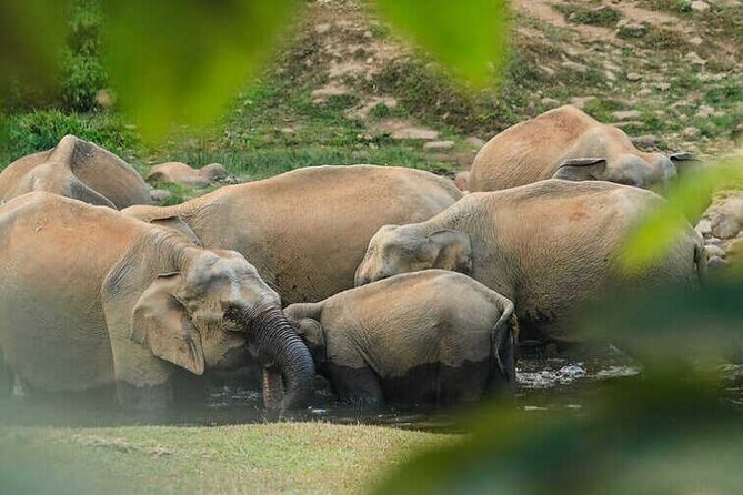 Wild Elephant Anakulam & Waterfalls Tour(munnar valley Trekking) - Key points to know before you go