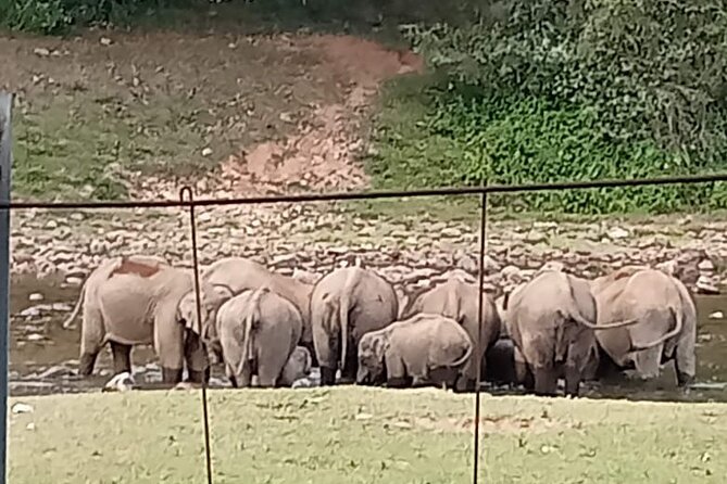 Wild Elephant Anakulam & Waterfalls Tour(munnar valley Trekking) - What this Munnar jeep tour is really like