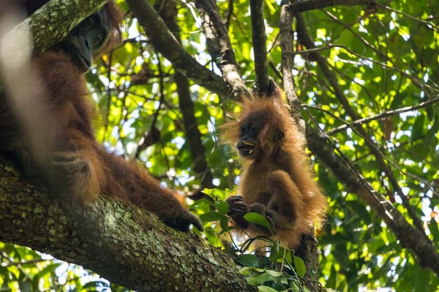 Wonderfull Orangutan Sumatera Jungle Trekking and tour - Into the Sumatran forest from Bukit Lawang
