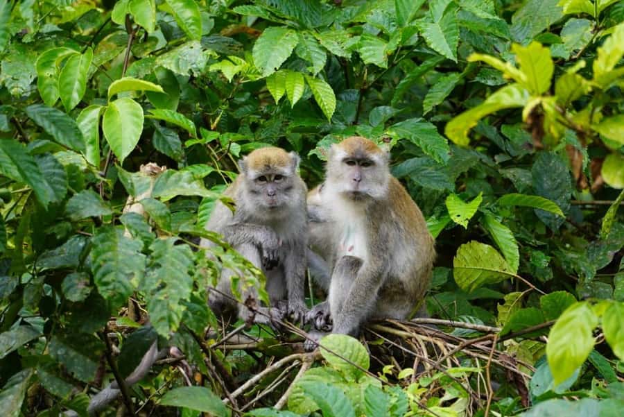 Wonderfull Orangutan Sumatera Jungle Trekking and tour - Looking for orangutans and forest birds