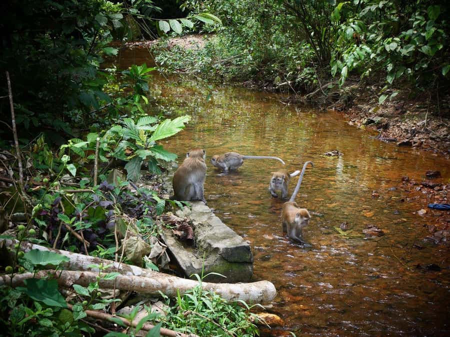 Wonderfull Orangutan Sumatera Jungle Trekking and tour - The deeper forest walk on the final day