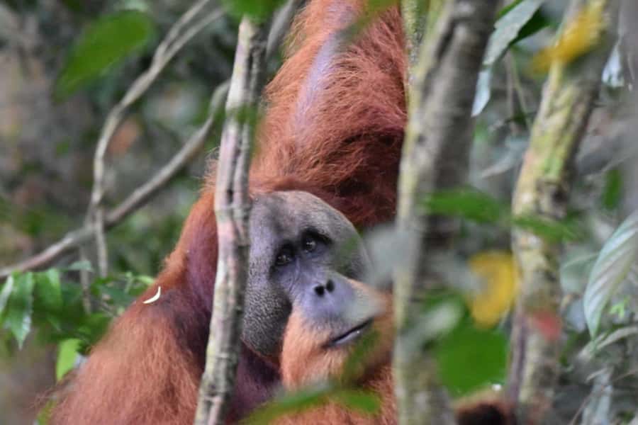Wonderfull Orangutan Sumatera Jungle Trekking and tour - Tubing down the Bohorok River