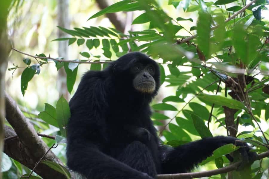 Wonderfull Orangutan Sumatera Jungle Trekking and tour - What the first day in the forest feels like