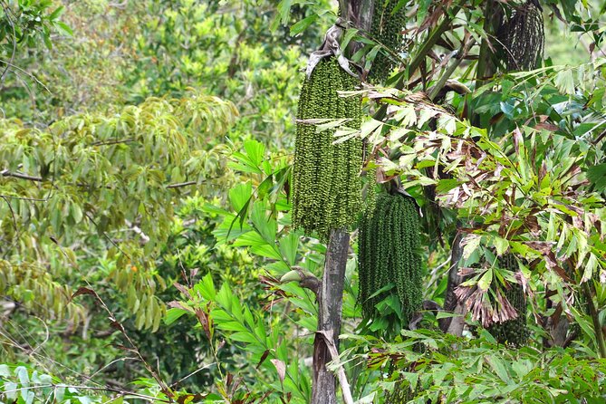 Wonders of Nui Chua National Park - Day Trek in Vinh Hy Bay - What the $86.52 price covers
