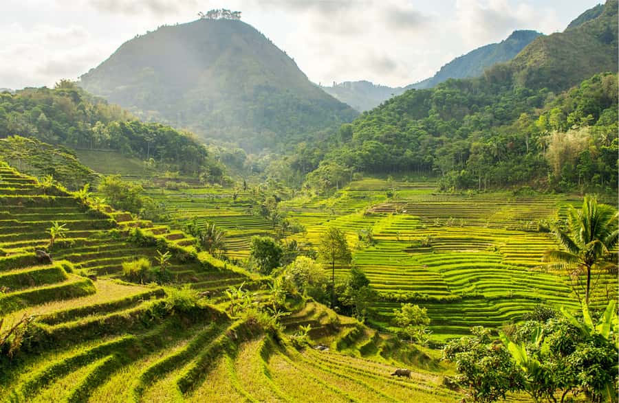 Yogyakarta: Selogriyo Temple Tour & Java Rice Terrace Trek - Key points to know before booking