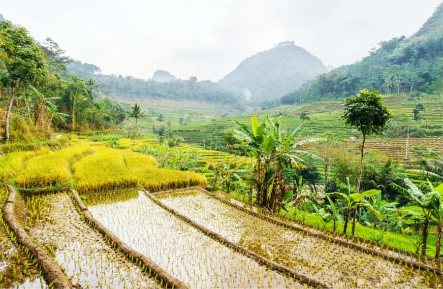 Yogyakarta: Selogriyo Temple Tour & Java Rice Terrace Trek - The long road from Yogyakarta to rural Java