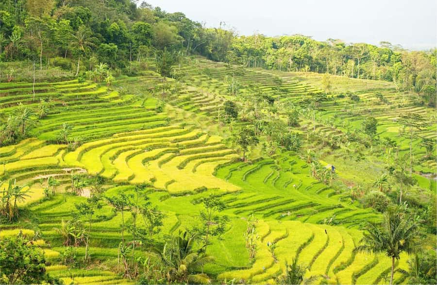 Yogyakarta: Selogriyo Temple Tour & Java Rice Terrace Trek - Reaching the small Hindu temple
